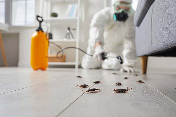 Post-Treatment Bed Bug Interceptor Monitoring in Silver Springs